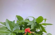 10种家里最旺宅的吉祥植物