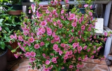 十一前后，10种花草“长势差”，那就剃个头，剃得越狠，恢复越快