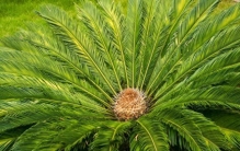 铁树开花：这株2.8亿岁的植物，治好了我的年龄焦虑