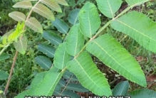 农村这种令人闻风丧胆的植物，很多人还不认识，拍给大家看一下