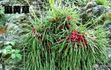 教你快速区别：麻黄，木贼，节节草，问荆！