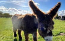 英国两头驴载入吉尼斯世界纪录，一头身高167厘米，一头耳朵最长