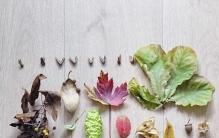 “捡秋”攻略盛行，捡拾落叶松果会影响小动物口粮吗？