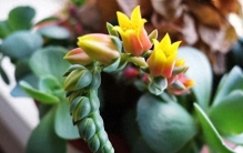 连仙人掌都养不活的“植物杀手”，被这盆9块9的“厚脸皮”拯救了