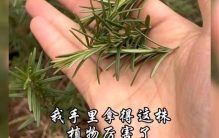 迷迭香，又称海之朝露，你认识这种植物吗？