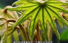 识别植物的app哪个最准确？
