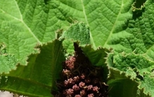 人比“草”还矮！世界上叶片最大的草本植物，让你秒变小人国视角