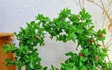 9~10月份，赶紧扦插5种花，沾土生根，好养