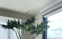 浙江一太太，800元买的“巨无霸春羽”，客厅一摆太壮观了！