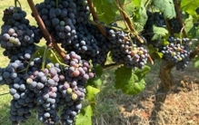 全球最大葡萄酒生产国是谁？答案或许让你吃惊