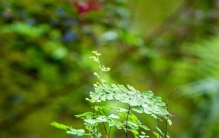 最适合办公室桌面养殖的植物：蕨类，尤其是铁线蕨