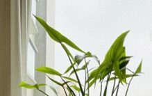 四川一姑娘，因把“慈姑”当绿植养而走红，网友：亭亭玉立，好美