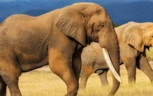 地球上最重的10种动物盘点！蓝鲸体重超200吨，还有哪种能上榜？