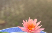 淤泥深处的秘密：荷花为何成为夏日最“心机”的植物？