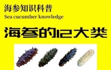 中国10大海参品牌排行，哪个才是你的最爱？