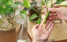 植物之最：探索绿色王国的极限纪录