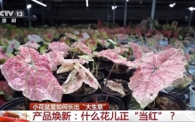 小盆栽里藏着大生意！这些植物成市场“新宠”