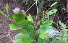 ## 前言深山灌木丛中，藏着一种浑身带刺的植物——金刚藤