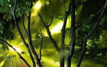 【探索】白天不懂夜的美~这些光影下的植物，你留意过吗