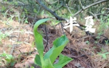 半夏养成记：从“植物杀手”到“盆栽大神”的逆袭之路