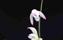 它是建兰“八大名品”之首，花色温柔，浓香四溢，懂兰人视为珍宝