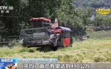 新品种、新技术、稻薯轮作……帮农民增产又增收