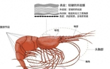 同为极地“虾兵”，为何我们常吃北极甜虾，少见南极磷虾？
