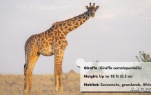 探秘世界上最高的十种动物！