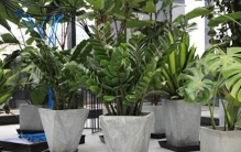 家里养什么植物最旺财？专家推荐的五大旺财植物