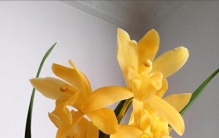 最“勤奋”的10款兰花，它排第一名，金黄闪耀，能香几十年不淘汰