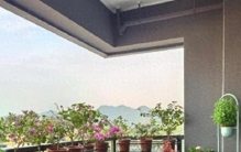 入伏后养花不“剃头”？6种花草熬不过三伏天，剪对1刀新叶疯长