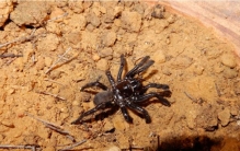 这是世界上活最久的蜘蛛，享年43岁，科学家公开其“长寿秘诀”