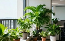 自己养花经验，推荐新手养花全攻略，50种好养植物+养护技巧