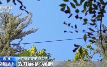 全球松子产业之都！东北小城梅河口藏不住了