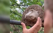 神奇动物图鉴：快来认识这些奇妙生物