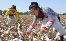 完美到不可思议，这个专为人类而生的植物，悄无声息地改变了世界