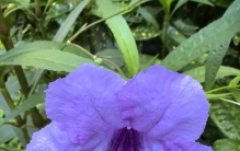 花语核心：希望、约定与坚韧