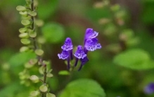 农村野花别样香！这20种生长在农村的花草，不仅好看，还很有用