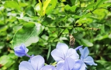 揭秘！养花达人背后的“花草三愿”