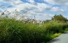 内江赏芦地图：秋景如画 时光如诗