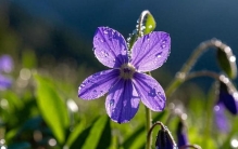 看见这种漂亮的小紫花，可以带回家炒鸡蛋哦