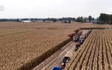 丰收在望！“科技当家”玉米产量稳步攀升 “梨树模式”让黑土地焕发生机