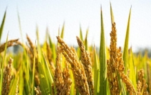 全球养活最多人的植物，竟不是小麦玉米，而是亚洲这“神奇植物”