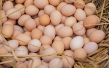 “十大优质蛋白质”食物排行榜