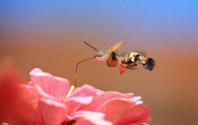 鸟类中的微型奇迹：世界上最小的鸟是谁？