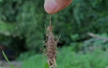 香附子看似寻常的植物，实则集“恶性杂草”与“妇科良药”于一身