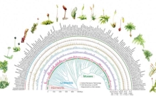 最新研究揭示苔藓的基因宝藏竟比参天大树更丰富
