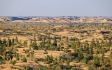 中国治沙 47 年：我们不是要消灭沙漠？塔克拉玛干的胡杨林给了答案