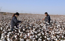 戈壁盐碱地变身棉花“丰收田”
