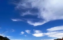 秦岭秘境：藏于山川间的特有植物生命传奇